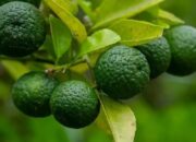 Jeruk Purut Dipercaya Mampu Tingkatkan Stamina