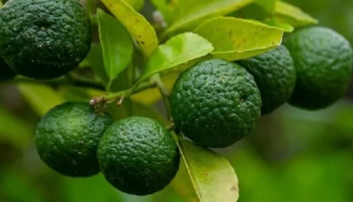 Jeruk Purut Dipercaya Mampu Tingkatkan Stamina