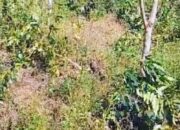 Perusakan Tanaman Kopi Milik PTPN I Regional 5 Berdampak Signifikan