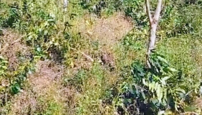 Perusakan Tanaman Kopi Milik PTPN I Regional 5 Berdampak Signifikan