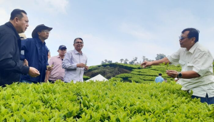 PTPN I Replanting 14 Ribu Hektare di Jabar