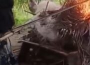 Viral, Emak-emak di Langkat Bakar Gubuk Narkoba