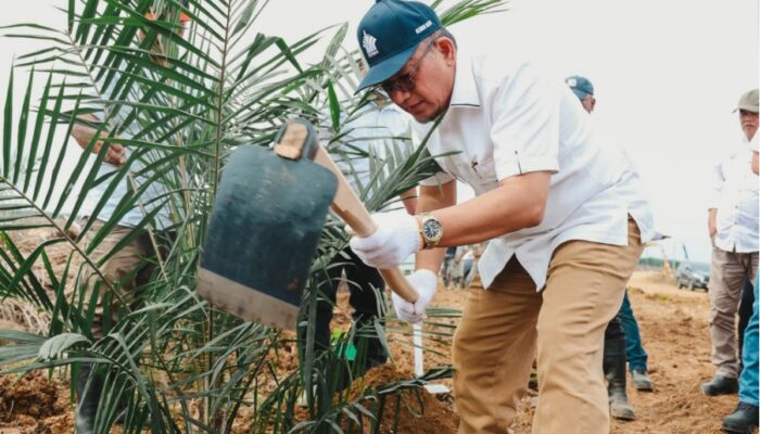 PTPN IV Regional III Remajakan 949,6 Ha Sawit Renta