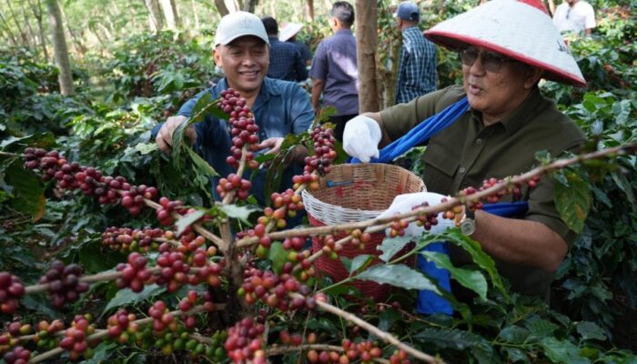 PTPN IV PalmCo dan PTPN I Perkuat Kebangkitan Kopi Ijen