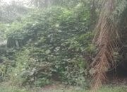 Dana Pemeliharaan Kebun Sawit Tanjung Garbus Gegerkan Publik, PTPN IV Regional 2 Disorot