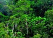 Potensi Kerugian Negara di Sektor Hutan Capai Rp175 Triliun