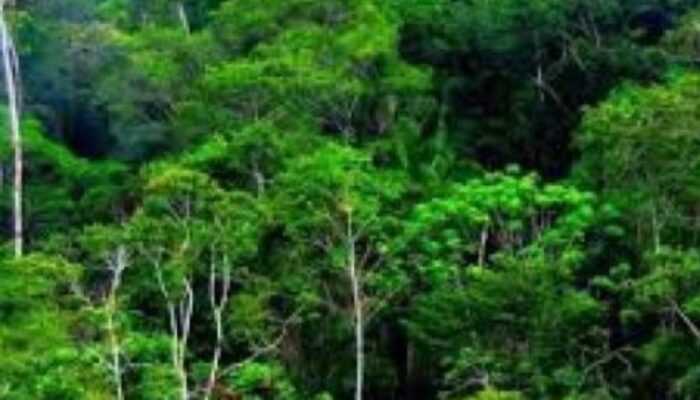 Potensi Kerugian Negara di Sektor Hutan Capai Rp175 Triliun