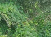 Dana Perawatan Kebun Sawit PTPN IV Regional 2 Tanjung Garbus Miliaran Dikorupsi