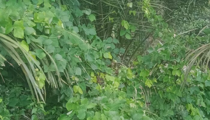 Dana Perawatan Kebun Sawit PTPN IV Regional 2 Tanjung Garbus Miliaran Dikorupsi