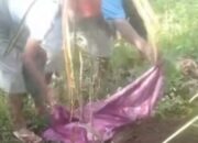 Ibu Muda di Jember Tega Mutilasi Bayinya