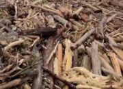 Polisi Amankan Tersangka Pembalakan Liar di Tapsel