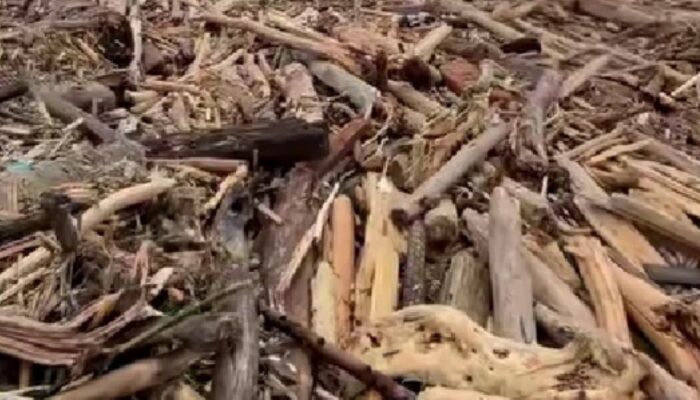 Polisi Amankan Tersangka Pembalakan Liar di Tapsel