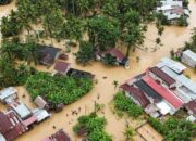 Pemerintah Bakal Kembalikan Fungsi Kebun Sawit Jadi Hutan