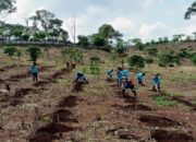 Holding Dorong RPN Perkuat Ekonomi Lewat Program Kopi Robusta