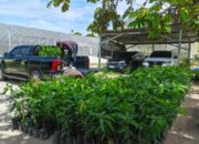 Pertegas Misi Keberlanjutan, PalmCo Tanam Puluhan Ribu Pohon