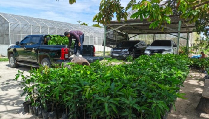 Pertegas Misi Keberlanjutan, PalmCo Tanam Puluhan Ribu Pohon