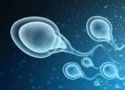 Jangan Biarkan Sperma Mengendap Lama, Bisa Bahaya