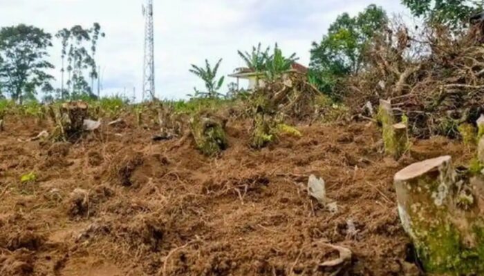 Banyak Kebun Teh di Pengalengan Beralihfungsi, PTPN Harus Diaudit