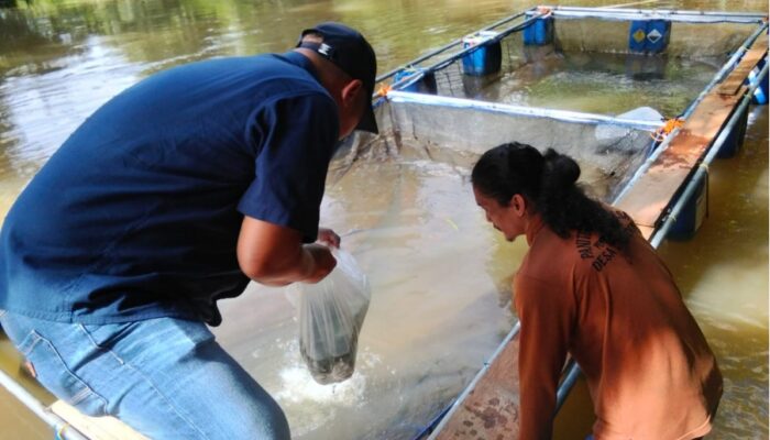 PTPN IV Regional III Kembangkan Keramba Ikan di Rokan Hulu