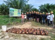 PTPN IV Regional V Mutasi 123 Hektare Sawit Jadi Tanaman Menghasilkan di Kebun Kembayan