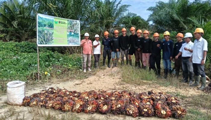 PTPN IV Regional V Mutasi 123 Hektare Sawit Jadi Tanaman Menghasilkan di Kebun Kembayan