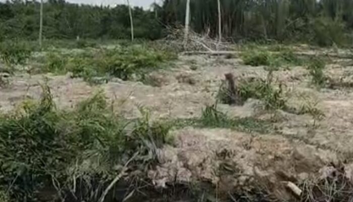Oknum Bendahara BOS di Labura Diduga Alihfungsikan Hutan Mangrove Jadi Kebun Sawit