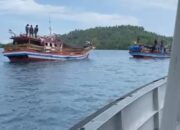 Ratusan Ekor Babi Tanpa Dokumen di Perairan Nias Utara Diamankan