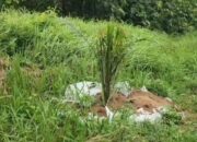Penemuan Ladang Sawit di Kawasan Bukit Cigobang Resahkan Warga