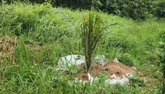 Penemuan Ladang Sawit di Kawasan Bukit Cigobang Resahkan Warga