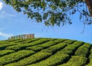 BPK Temukan Kontrak Penjualan Teh PTPN IV Rp29,43 Miliar Tak Terealisasi