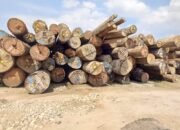 Dinas KLH Sumut: Kayu Gelondongan PT Tanjung Timberindo Industry di Deli Serdang dari Hutan Maluku