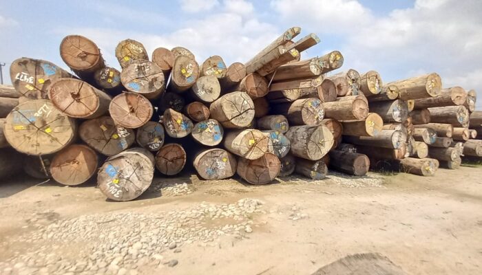 Dinas KLH Sumut: Kayu Gelondongan PT Tanjung Timberindo Industry di Deli Serdang dari Hutan Maluku