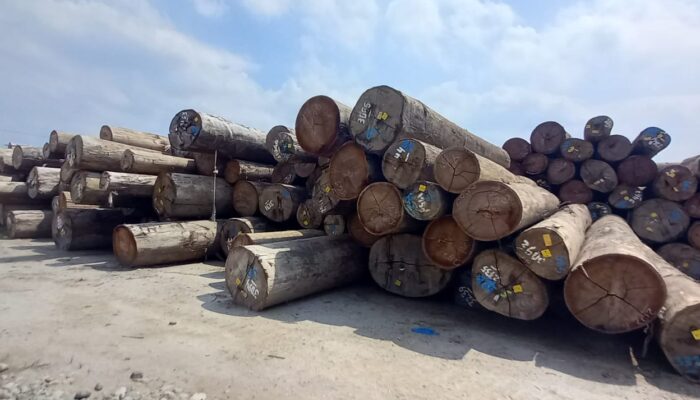 Kayu Gelondongan Milik PT Tanjung Timberindo Industry Diduga Hasil Pembalakan Liar