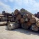 Kayu Gelondongan Milik PT Tanjung Timberindo Industry Diduga Hasil Pembalakan Liar