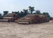 Temuan Kayu Gelondongan di Gudang PT Tanjung Timberindo Industry Tak Diusut, Disinyalir Ada ‘Kongkalikong’