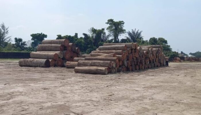 Temuan Kayu Gelondongan di Gudang PT Tanjung Timberindo Industry Tak Diusut, Disinyalir Ada ‘Kongkalikong’