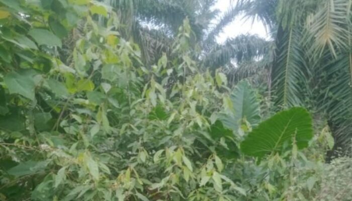 Oknum Petinggi PTPN IV Regional 2 Tanjung Garbus ‘Gerogoti’ Dana Perawatan Kebun Sawit