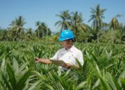 PTPN IV PalmCo Salurkan 6 Juta Bibit Unggul