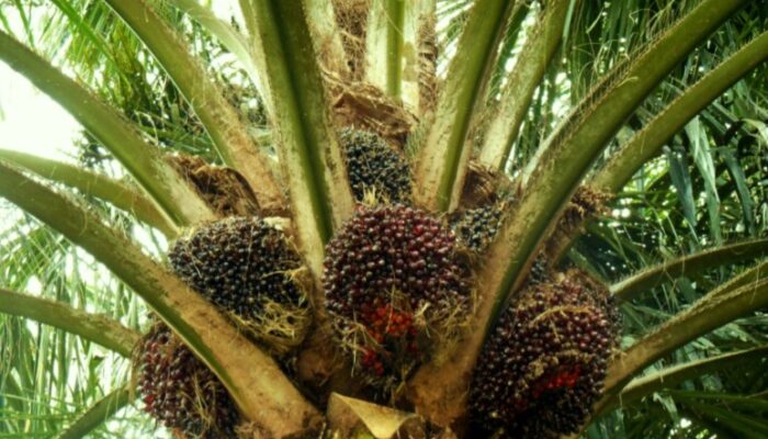 Panen Sawit di Lahan HGU Tanpa Izin, Dua ‘Ninja’ Dibekuk