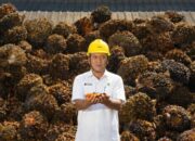 CPO PTPN IV PalmCo Dominan Diserap Pasar Domestik