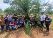 PTPN IV Regional V Mutasi Tanaman Sawit dari TBM-3 ke TM-1