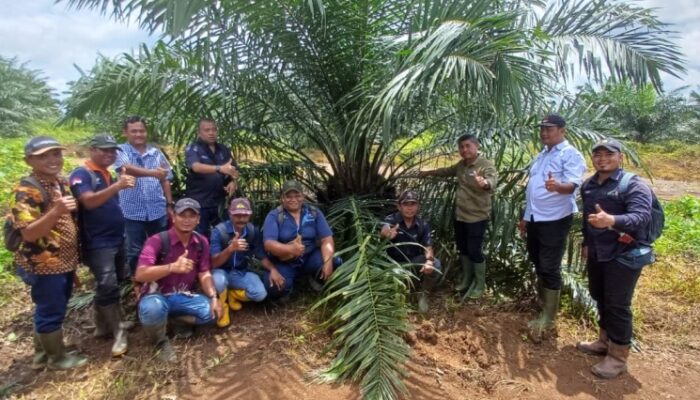 PTPN IV Regional V Mutasi Tanaman Sawit dari TBM-3 ke TM-1