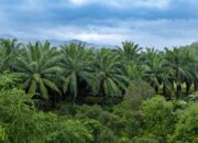 Perusahaan Sawit SIPEF Disorot, Operasi di Indonesia Transaksi Saham Ikut Bursa Eropa