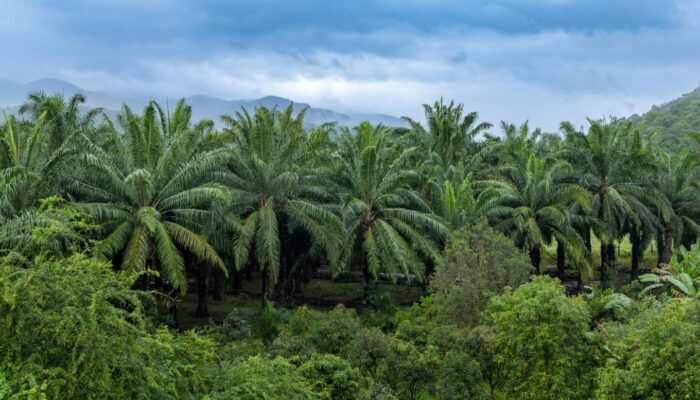 Perusahaan Sawit SIPEF Disorot, Operasi di Indonesia Transaksi Saham Ikut Bursa Eropa