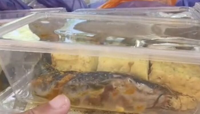 BGN Buka Suara Soal Menu MBG ‘Lele Mentah’ yang Viral