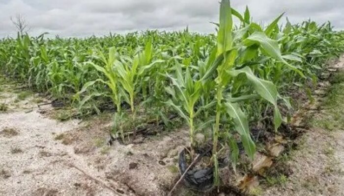 PTPN I Terima Mandat Masuk Bisnis Pangan Semusim