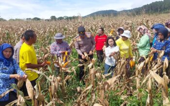 Polri Bersama Pemda dan Poktan Panen Raya Jagung di Tapsel