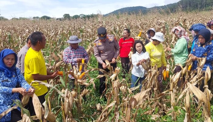 Polri Bersama Pemda dan Poktan Panen Raya Jagung di Tapsel