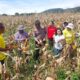 Polri Bersama Pemda dan Poktan Panen Raya Jagung di Tapsel