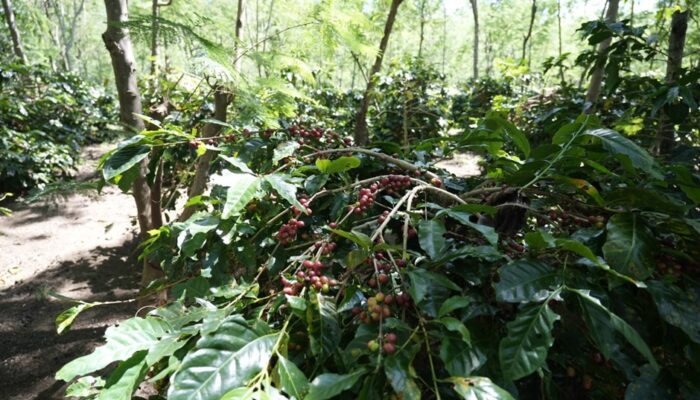 Holding Perkebunan Nusantara Dorong Kinerja Kopi PalmCo Tetap Solid